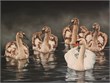 zwanen 60x80cm olieverf 