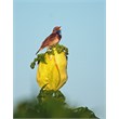 blauwborst
