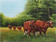 brandrode runderen 40x50 acryl