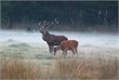 herten in de mist